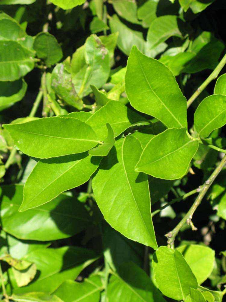              Sun leaves (Winter Haven, FL)       